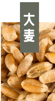 大麦写真