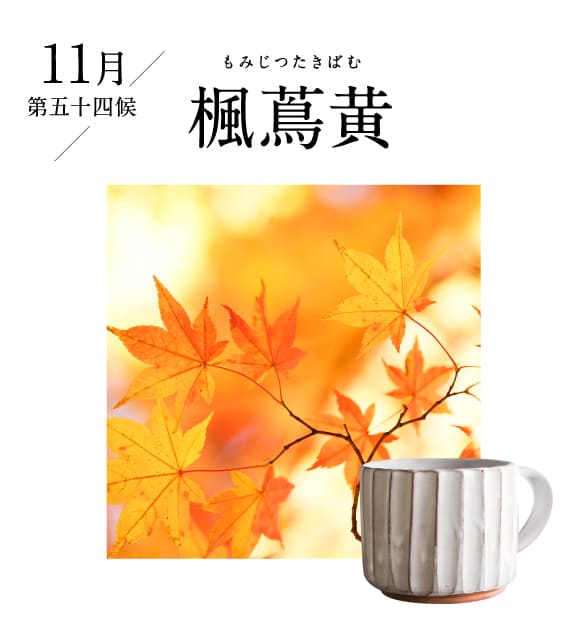 11月 楓蔦黄