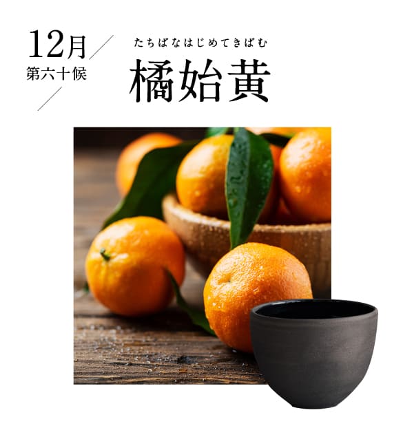 12月 橘始黄