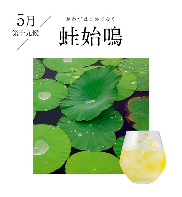 5月 螳螂生