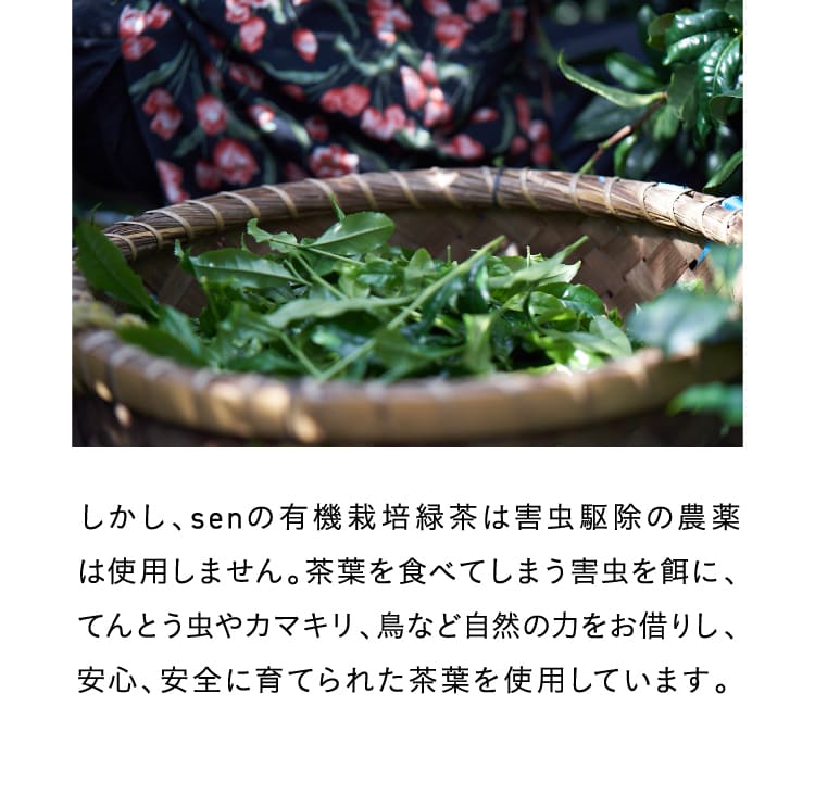 しかし、senの有機栽培緑茶は害虫駆除の農薬は使用しません。茶葉を食べてしまう害虫を餌に、てんとう虫やカマキリ、鳥など自然の力をお借りし、安心、安全に育てられた茶葉を使用しています。