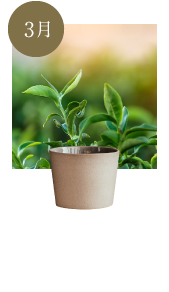 草木萌動